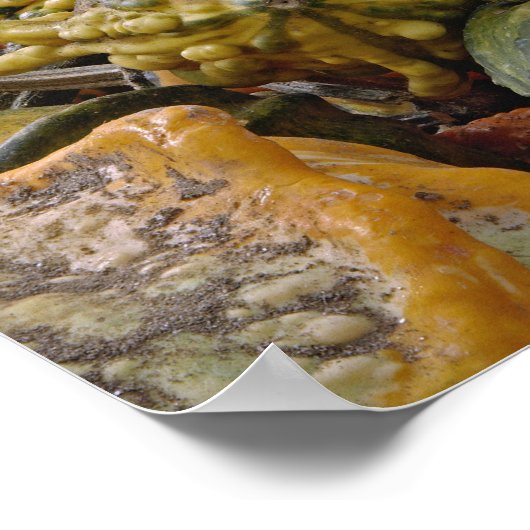 カボチャの種類 ポスター (角)