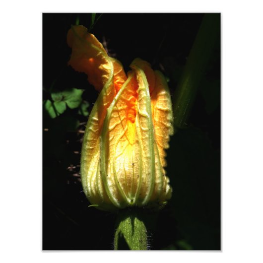 カボチャの花の写真、植物学プリント フォトプリント            (正面)