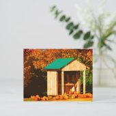 カボチャの販売 ポストカード (スタンド正面)