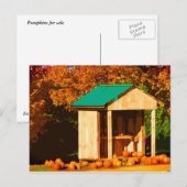 カボチャの販売 ポストカード (正面/裏面)