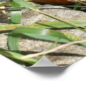 カボチャオンつる植物秋自然撮影 ポスター (角)