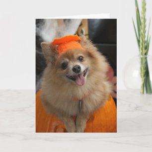 カボチャハロウィンの微笑のずるいポメラニア犬の子犬 カード