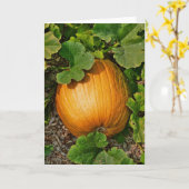 カボチャパッチ カード (黄色い花)