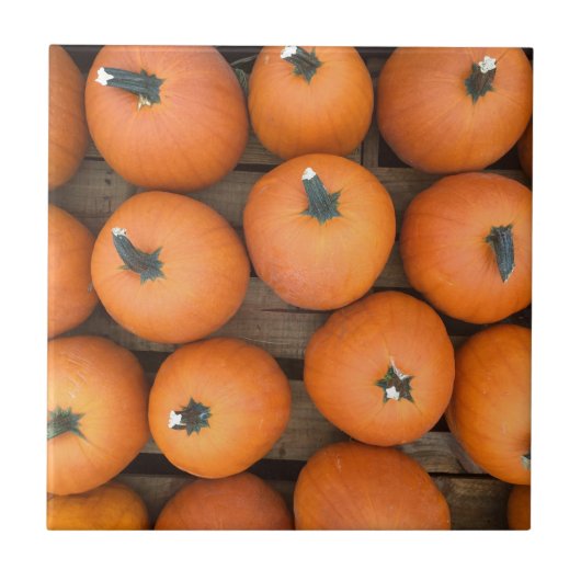 カボチャ列 タイル (正面)