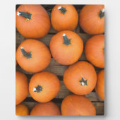 カボチャ列 フォトプラーク (正面)