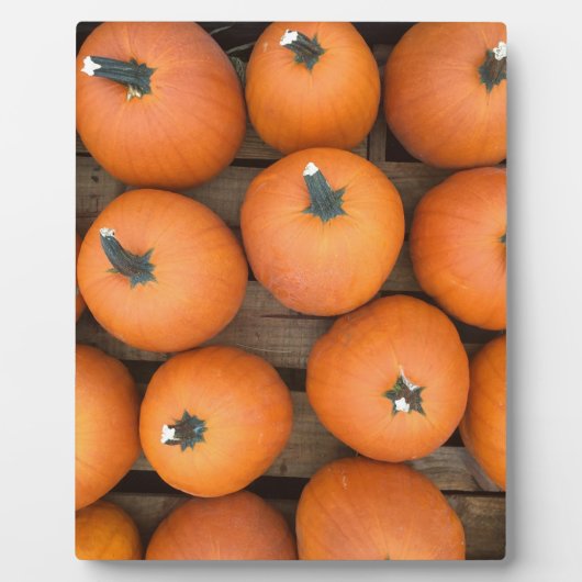 カボチャ列 フォトプラーク (正面)