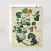 カボチャ南瓜のヴィンテージの植物のプリント ポストカード (正面/裏面)