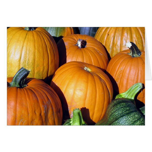 カボチャ収穫 (正面横)