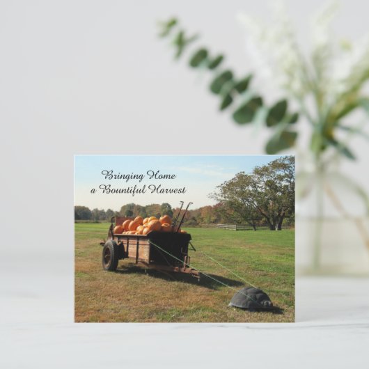 カボチャ収穫 – はがき (スタンド正面)