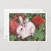 カボチャ畑の白うさぎ ポストカード (正面/裏面)