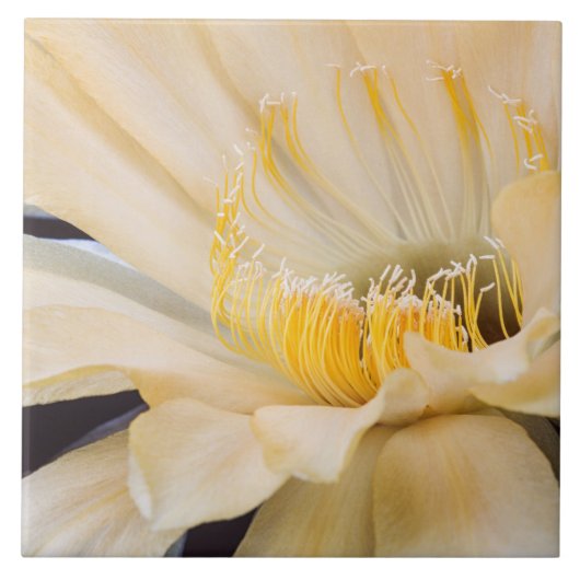 カボチャ開花 タイル (正面)