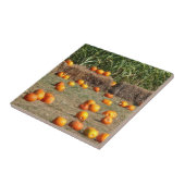 カボチャ、トウモロコシ、干し草の秋の収穫写真 タイル (側面)