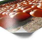 カボチャ・パッチ秋の収穫写真 フォトプリント (角)