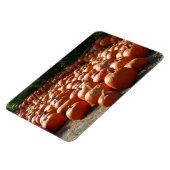 カボチャ・パッチ秋の収穫写真 マグネット (左側)