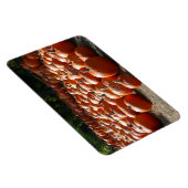 カボチャ・パッチ秋の収穫写真 マグネット (右側)