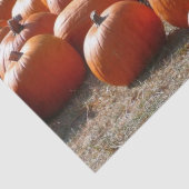 カボチャ・パッチ秋の収穫写真 薄葉紙 (詳細)