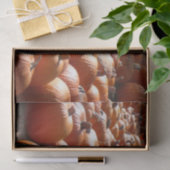 カボチャ・パッチ秋の収穫写真 薄葉紙 (ギフト)