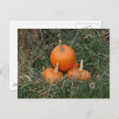 カボチャ ポストカード (正面/裏面)