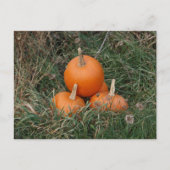 カボチャ ポストカード (正面)