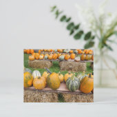 カボチャ ポストカード (スタンド正面)