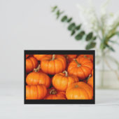 カボチャ ポストカード (スタンド正面)