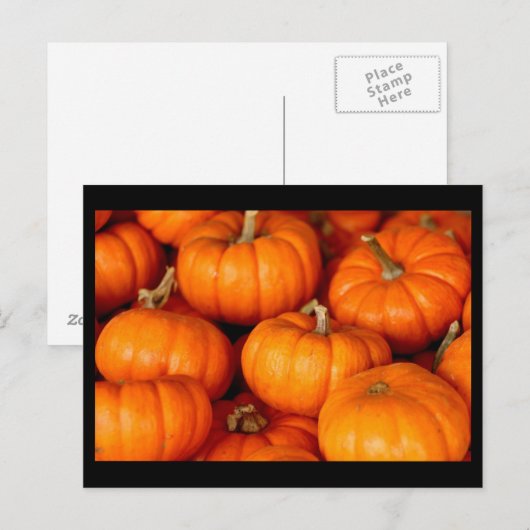カボチャ ポストカード (正面/裏面)
