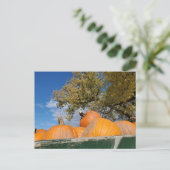 カボチャ ポストカード (スタンド正面)