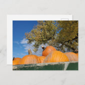 カボチャ ポストカード (正面/裏面)