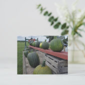 カボチャ ポストカード (スタンド正面)