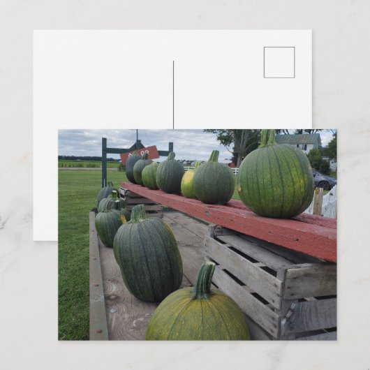 カボチャ ポストカード (正面/裏面)