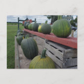 カボチャ ポストカード (正面)