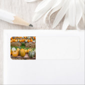 カボチャ ラベル (インサイチュ)