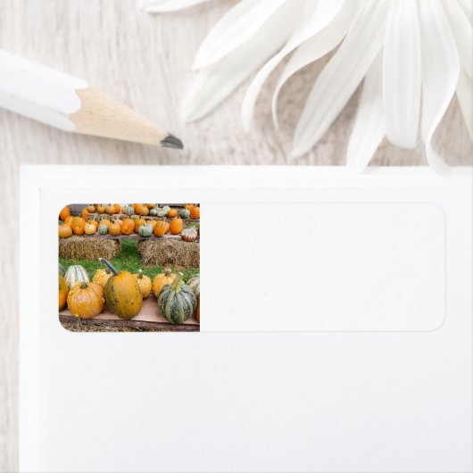 カボチャ ラベル (インサイチュ)