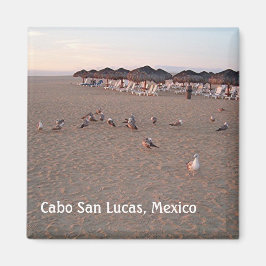 カボマグネットのビーチに鳥 マグネット