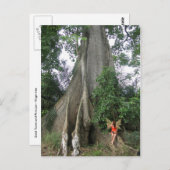 カポックの木とおとぎ娘のはがき ポストカード (正面/裏面)