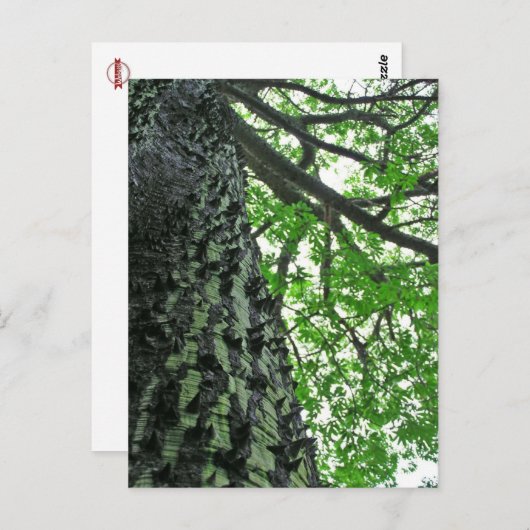 カポックの木(ポルトガル、フンシャル、マデイラ) ポストカード (正面/裏面)