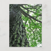 カポックの木(ポルトガル、フンシャル、マデイラ) ポストカード (正面)