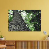 カポックツリー@ファンカルボタニックパーク,ポルトガルキャンバス キャンバスプリント (インサイチュ (リビング))