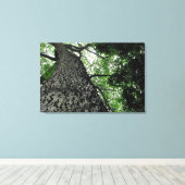 カポックツリー@ファンカルボタニックパーク,ポルトガルキャンバス キャンバスプリント (インサイチュ (ウッドフロア))