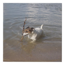 カポ・フォン・オッペンハイム・ジャック・ラッセル・テリア、ドッグ