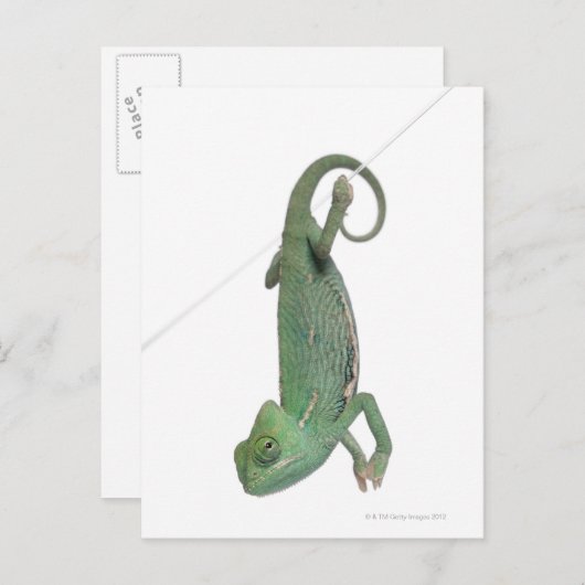 カマエレオカリプトラトゥスの若葉のカメレオン ポストカード (正面/裏面)