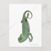 カマエレオカリプトラトゥスの若葉のカメレオン ポストカード (正面)
