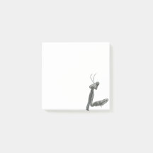 カマキリさんこんにちは
