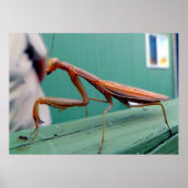 カマキリとアリ ポスター (正面)