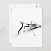 カマキリのコレクションを祈ること ポストカード (正面/裏面)