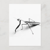 カマキリのコレクションを祈ること ポストカード (正面)