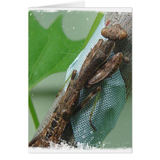 カマキリの昆虫を祈ること (正面)