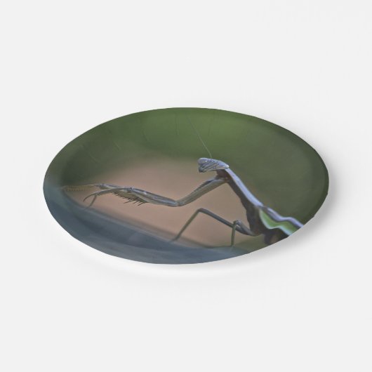 カマキリの紙皿を祈ること ペーパープレート (アングル)