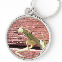 カマキリを祈ること