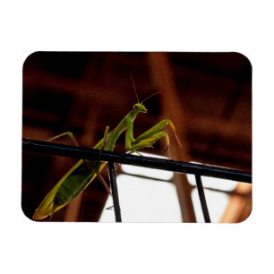 カマキリを祈ること マグネット